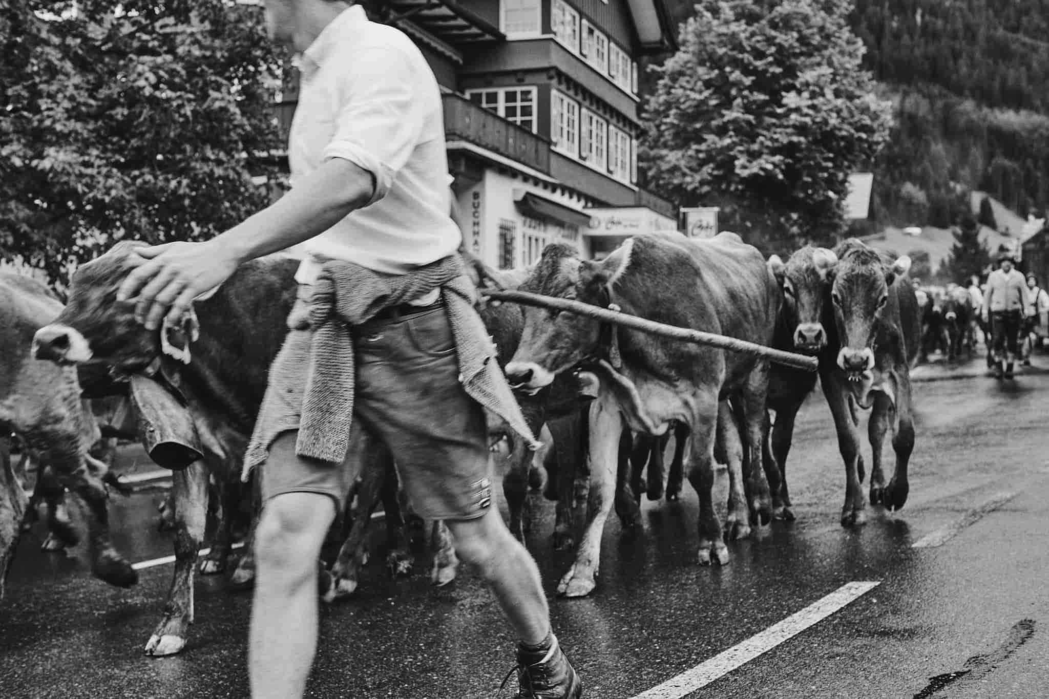 Alpabtrieb im Kleinwalsertal